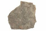 Ordovician Trilobite Mortality Plate (Pos/Neg) - Morocco #267479-2